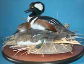 Hooded Merganser Pair